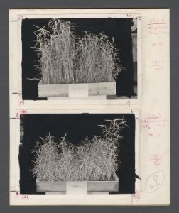 Lullwater Radiation Center - Two groups of plants in radiation experiment. The first group is the control with no radiation recieved. The second group of plants have received 4300 roentgens of radiation