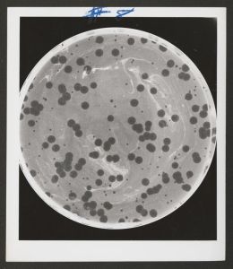 College of Arts and Sciences - Germ culture