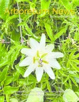 Arboretum News