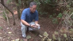 Wildlife Ambassadors – Tiger Salamander
