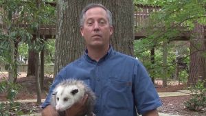 Wildlife Ambassadors – Opossum