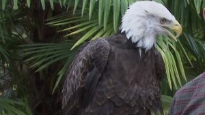 Why does Freedom wear blinders? Watch GS students react!