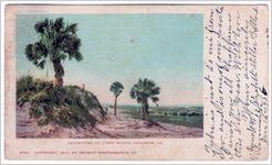 Palmettoes on Tybee Island, Savannah, Ga.