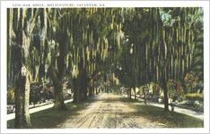 Live Oak Drive, Bonaventure, Savannah, Ga.