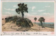 5763 Palmettoes on Tybee Island, Savannah Ga.