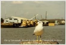 Closeup of a Seagull at the Savannah River