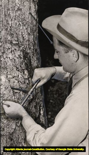 Man using an increment borer to determine growth-rate of a pine tree, Georgia, 1940.