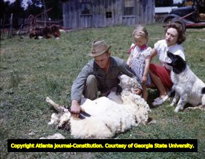 Rancher shearing the wool of a sheep, 1946