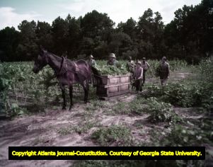 Group of tobacco farmers loading a horse-drawn wagon, 1953