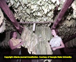 Young girls curing tobacco leaves in a barn, 1955