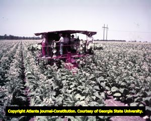 Tobacco farmers ride a tobacco harvester through a field, 1955