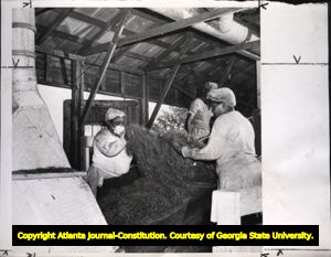 African-American women workers ginning Spanish moss at a Spanish moss factory in Georgia, 1945.