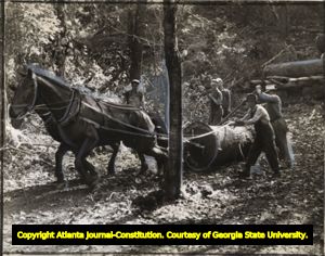 Mule-team pulling log out of forest, Georgia, 1939.