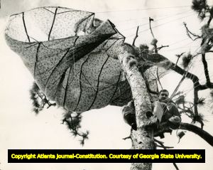 Air Rescue Service parachuter lands in a tree in the Everglades, Florida, August 8, 1961.