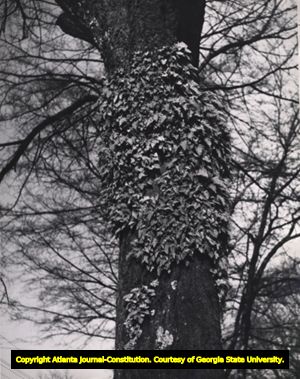 Resurrection fern growing on tree trunk, Forest Park, Georgia, 1930s?