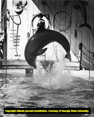 Dolphin show at Six Flags Over Georgia, 1981
