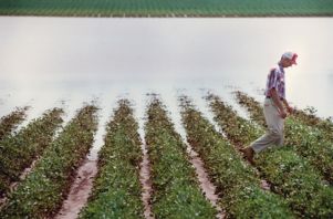 Farmer surveying the crop field under flooded waters to assess the damage, 1994
