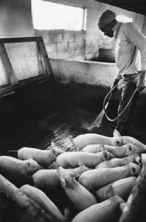 Incarcerated person at the Atlanta Prison Farm washing out a pig pen, 1982