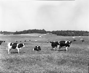 Cows grazing in the fields of the Atlanta Prison Farm, 1953