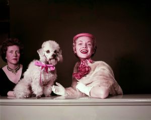 Model poses with a French Poodle during a fashion shoot, 1955