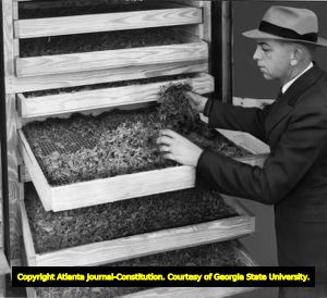 Roy Bowden preparing sage for market, University of Georgia Horticultural Farm, 1943