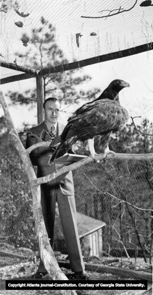 Athos Menaboni in his aviary with a golden eagle, Atlanta, Georgia, February 1945.