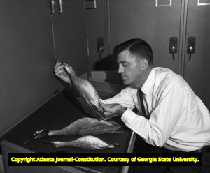 Scientist at the Fernbank Science Center, examining taxidermied ducks, Atlanta, Georgia, October 23, 1968.