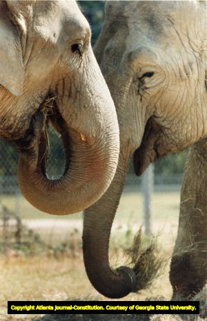 Two Indian elephants from the Clyde Beatty-Cole Brothers Circus feeding in Newnan, Georgia, October 16, 1991.