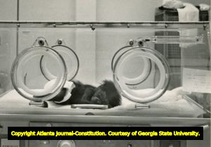 Baby Chimp inside incubator at Emory University's Yerkes Center, Atlanta, Georgia, August 1965