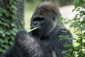 Gorilla Willie B. eating celery on his 34th birthday, Zoo Atlanta, Atlanta, Georgia, July 18, 1992.