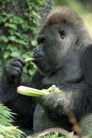 Gorilla Willie B. eating celery on his 34th birthday, Zoo Atlanta, Atlanta, Georgia, July 18, 1992.