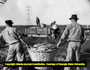 Working on the city prison farm, men carry large basket of corn, Georgia, November 3, 1940.
