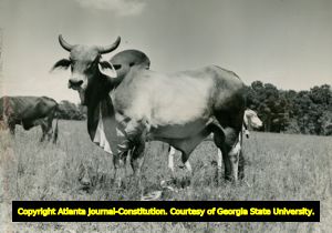 Brahman bull, Sandersville, Georgia, 1940s?
