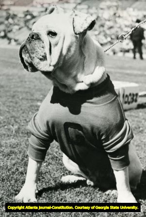 UGA bulldog mascot of 1962. Athens, Georgia, 1962.
