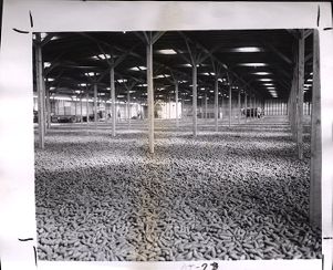 Warehouse with pine cones for harvesting pine seeds, Georgia, 1959?