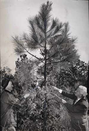 C.H. Bishop (right) and William T. Brownlee cutting pine tree for use as a Christmas tree, Lilburn, Georgia, December 1941.