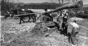 Horse-drawn mill grinds Sorghum, Blairsville, Georgia, October 26, 1973.