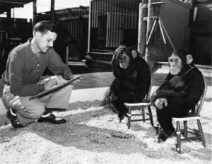 Cartoon artist studying Chimpanzees at the MGM Zoo, Los Angeles California, circa 1950s.
