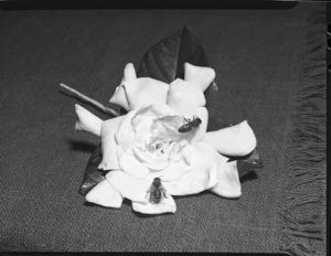 Bees polinating a flower, Atlanta, Georgia, February 17, 1946.