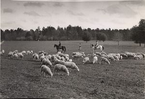 Sheep ranch in southwest Georgia, 1930s?