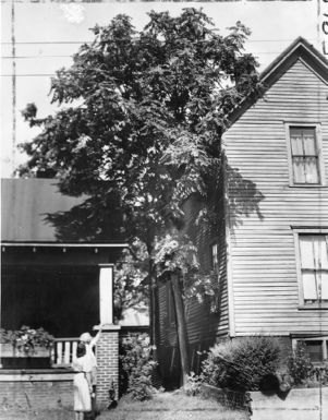 Ailanthus, "Tree of Heaven," banned in Atlanta due to foul odor, Atlanta, Georgia, August 4, 1938.