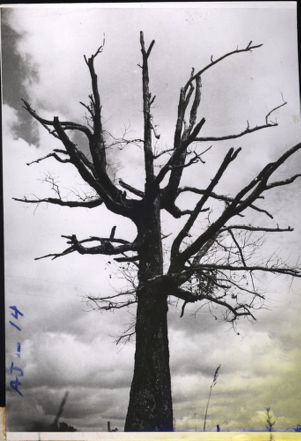 "Even dead and gaunt trees possess a character that is impressive," photo of dead tree in Georgia forrest, 1940s?