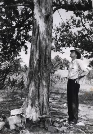 Frank Wansley examines cedar tree in Elbert County, Georgia forrest, late 1940s?