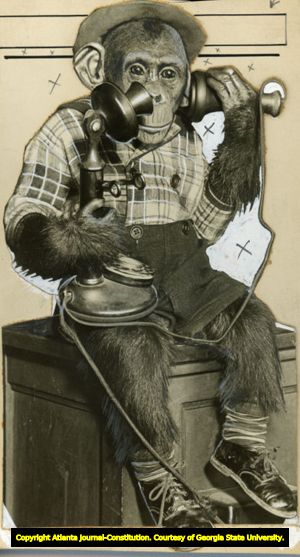 "Freckles," the chimpanzee makes a telephone call, September 1931.