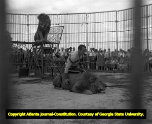 Ringling Bros. lion circus performance, 1946