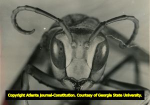 Insect's head, photograph by Robert E. Serfling (?), Decatur, Georgia, 1970s?