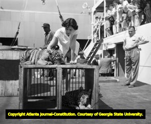 Female tiger trainer checks on her cubs after arriving in Savannah port, 1954