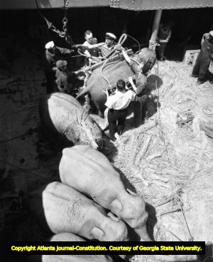 Shipment of wild animals are delivered to the port in Savannah, 1954