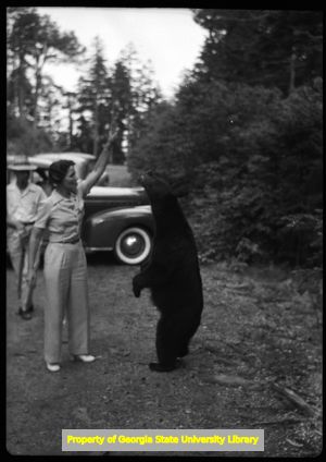 Tourists ignoring the signs and feeding the bears in the Great Smoky Mountain National Park, Spetember 1941