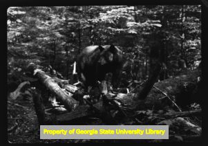 Black bear hunting in the woods, Great Smoky Mountains National Park, September 1941
